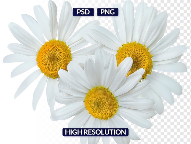 Three White Daisies with Yellow Centers Isolated on Transparent Background