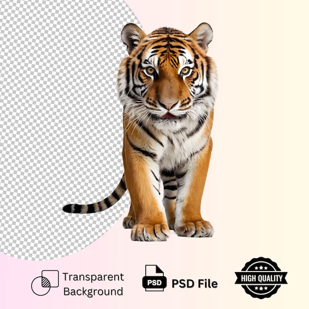 PSD tiger isolated on transparent background