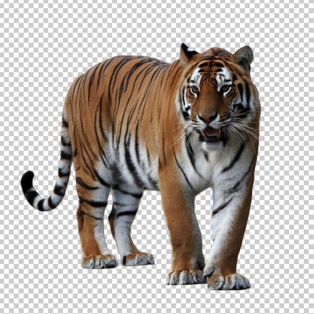 a tiger that is standing on a paper