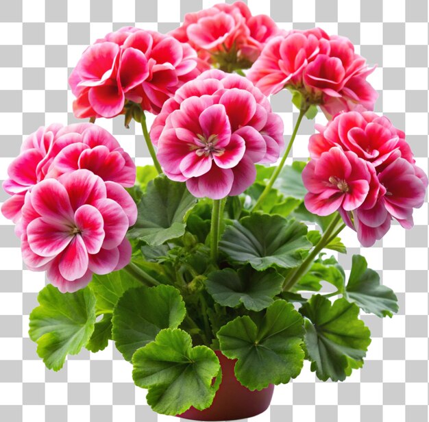 PSD the timeless geraniums blooming cheerfully isolated on transparent background