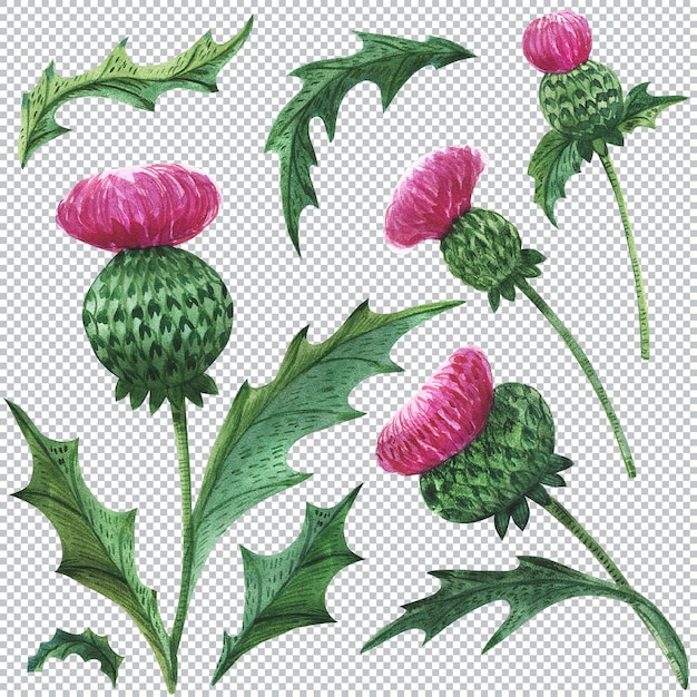 Tistle flowers and leaves. Scottish watercolor illustration. The floral symbol of Scotland.