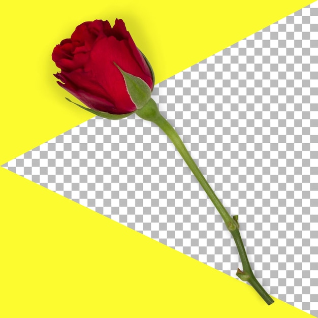 PSD top up view isolated red rose without leaf