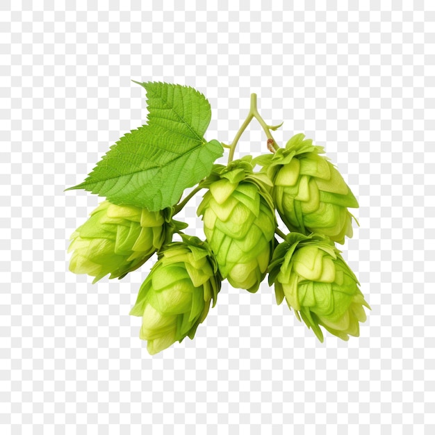 PSD top view fresh green hop cones with leaves on isolated background