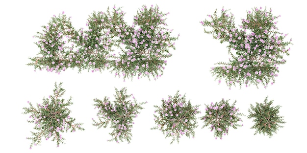 Top view of Hardengia violaceaPurple coral pea Phllanthus CochinensisPhyllanthus on isolated tran