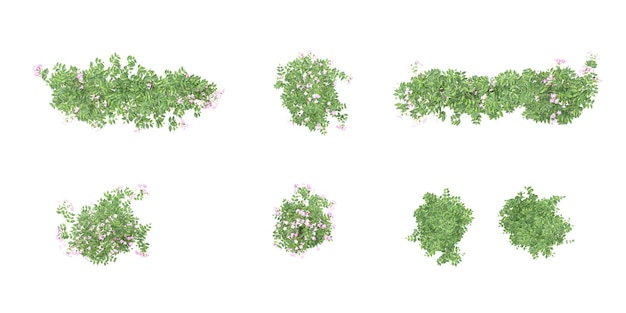 Top view of isolated Pink bower vine leaves in 3d rendering on white background