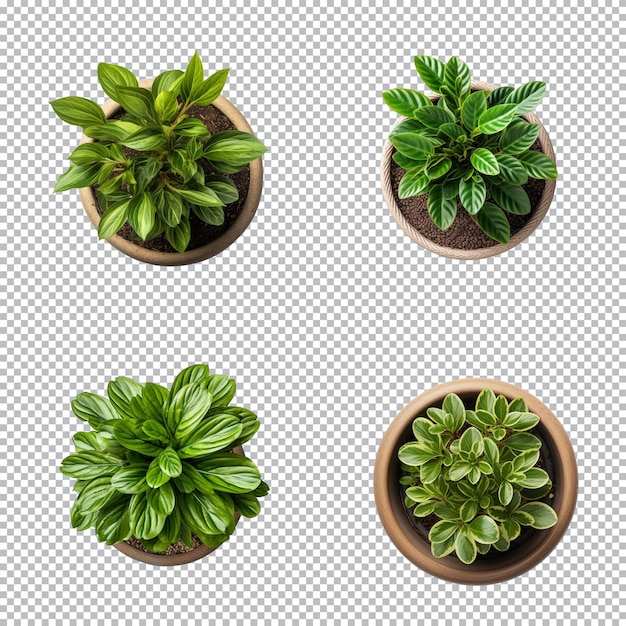 PSD top view set of various potted house plants on transparent background template for interior scene