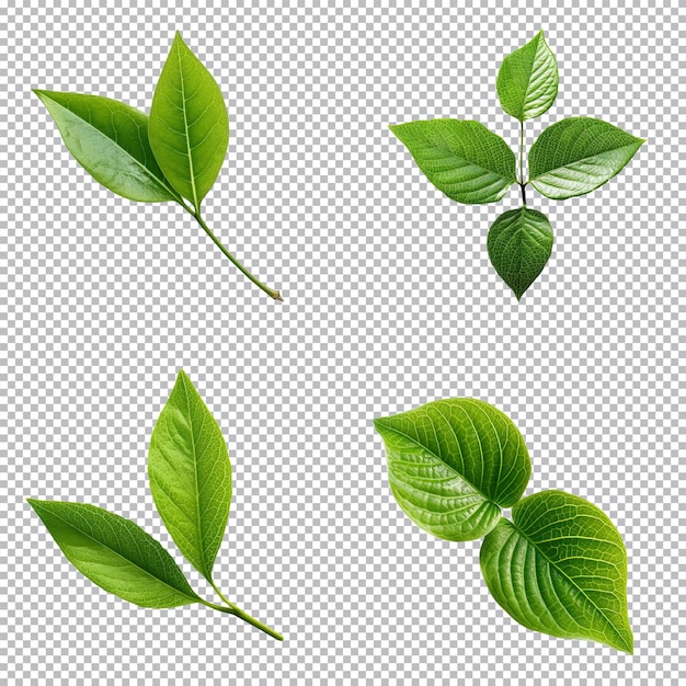 Top view tropical green leaves collection on transparent background