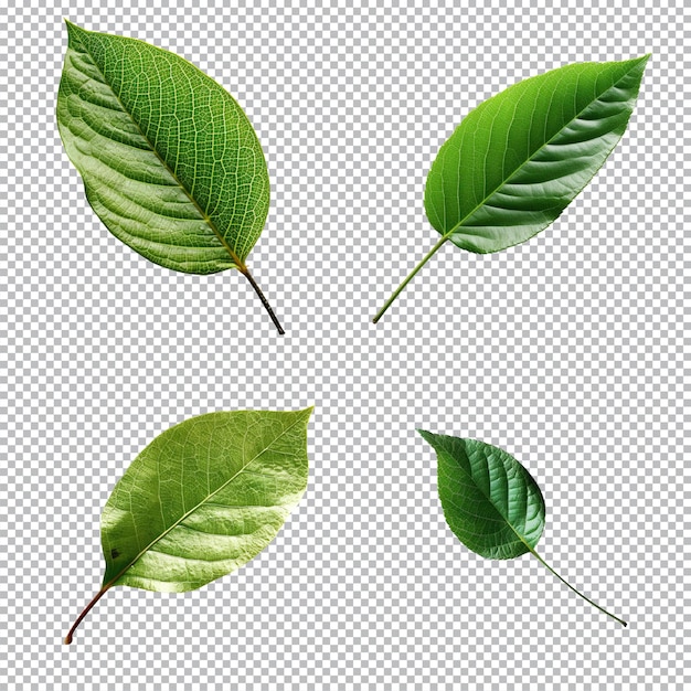 Top view tropical green leaves collection on transparent background