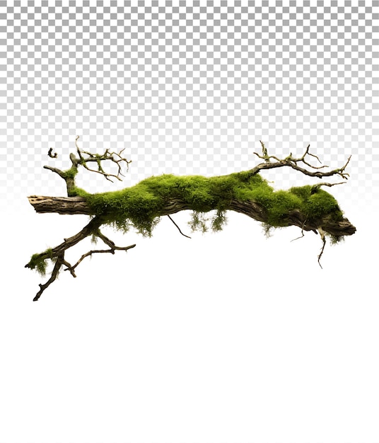 PSD tranquil moss adorned limb natural elegance cut out