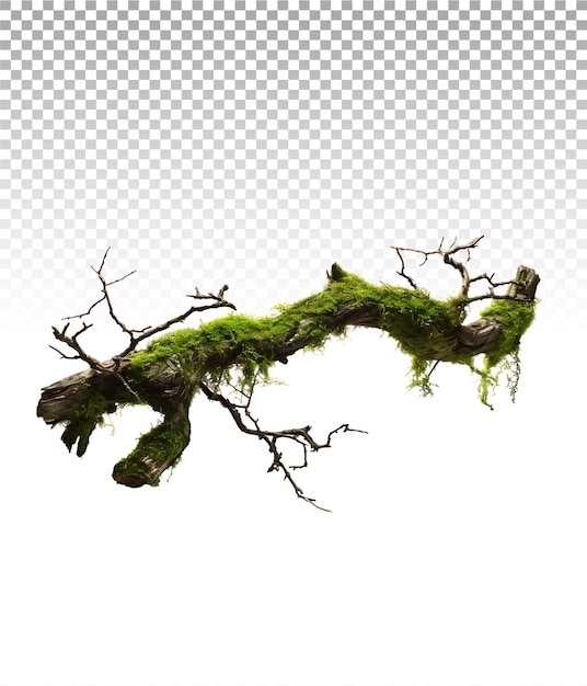 PSD tranquil moss covered tree limb natural serenity unveiled