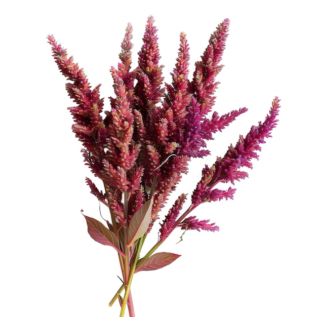 PSD transparent background pnga bouquet of amaranth flowers