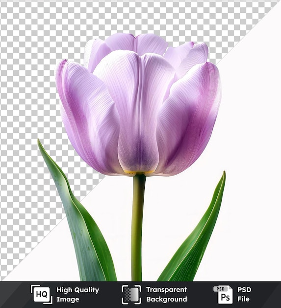 transparent background psd hyperealistic high quality soft purple flowers and green leaves