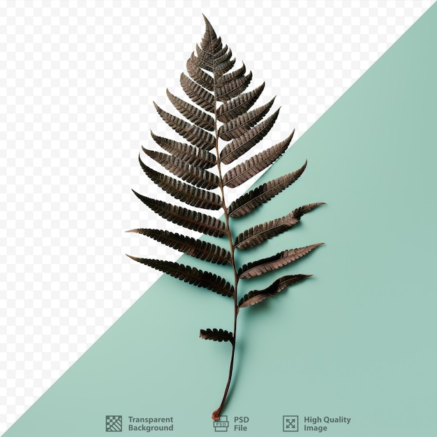 PSD transparent background showcasing a withered fern leaf