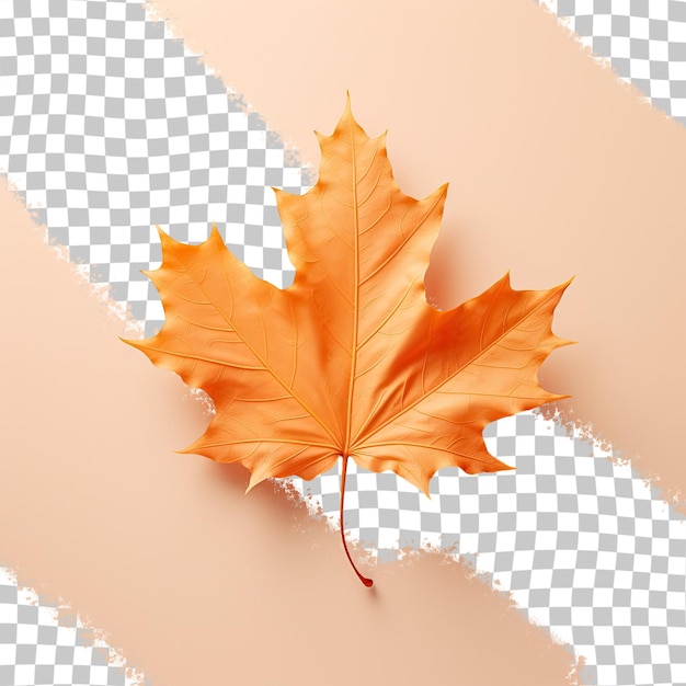 transparent background with isolated autumn leaf