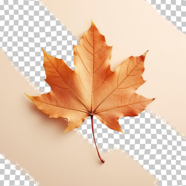 transparent background with isolated autumn leaf