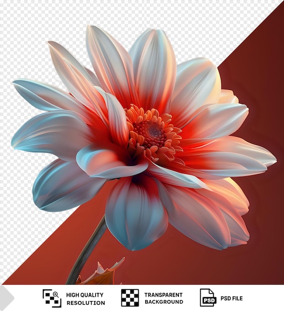 transparent background with isolated bright coloured flower in bloom in summer featuring white and blue petals and a blue and white petal png