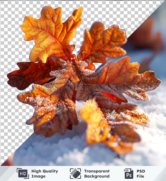 transparent background with isolated oak leaves in snow png clipart