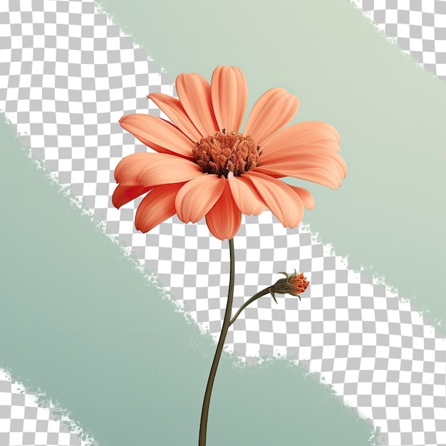 transparent background with a solitary orange flower