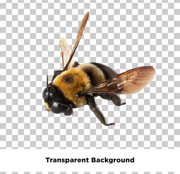 PSD transparent bee