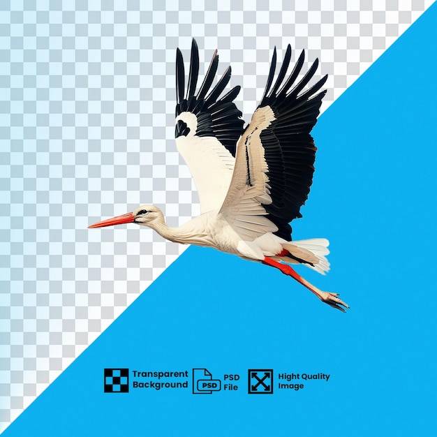 PSD transparent images of flying birds in hd quality