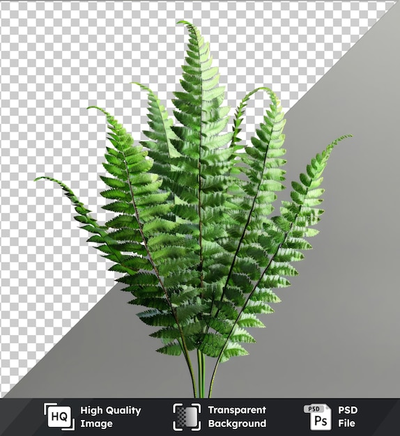 transparent object fern flower in a white vase on gray background