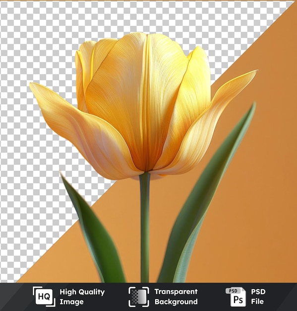 transparent object yellow tulip closeup png clipart