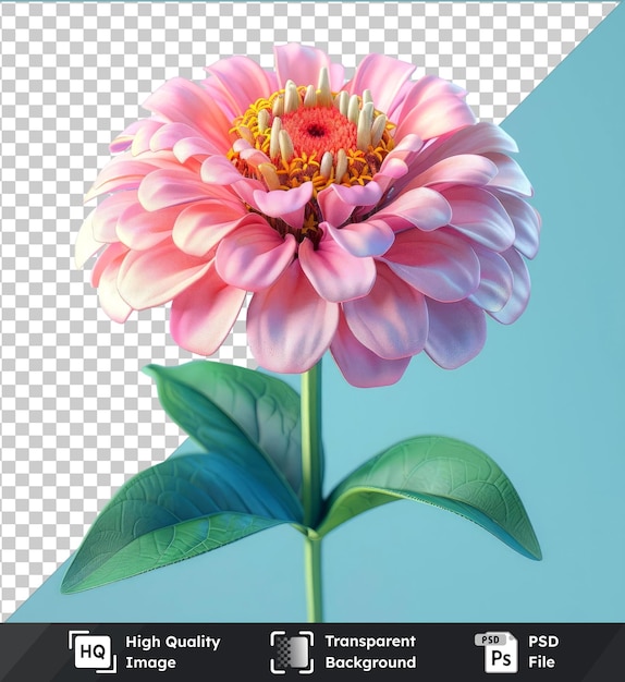 transparent psd picture zinnia flower with pink petals and green leaves against a clear blue sky