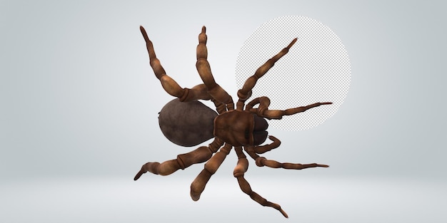 PSD trapdoor spider isolated on a transparent background