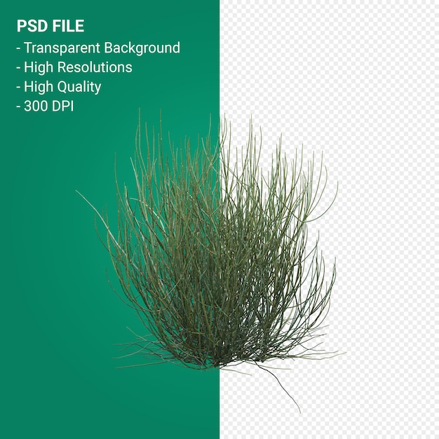 Tree 3d render isolated on transparent background