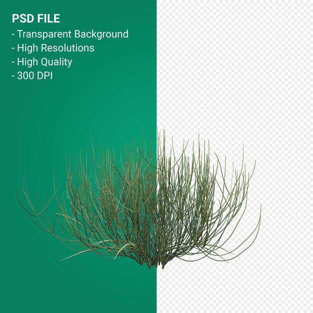 tree 3d render isolated  