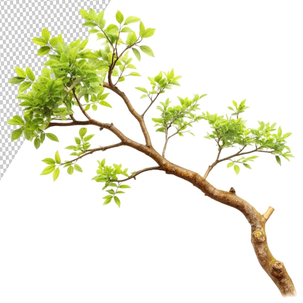 tree branch isolated on transparent background