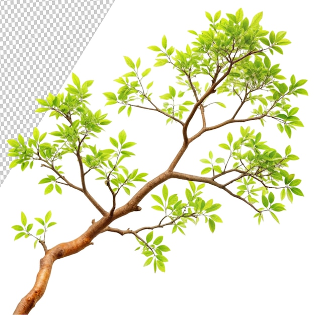 tree branch isolated on transparent background