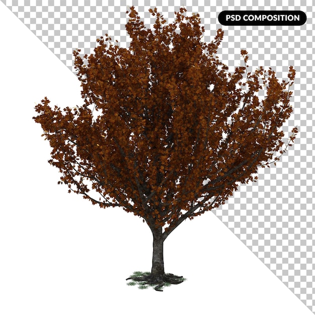 Tree isolated 3d