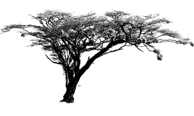 a tree isolated drawing savana tree