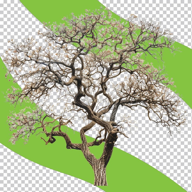 Tree isolated image on transparent background