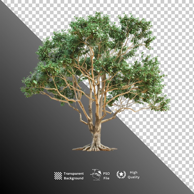 Tree isolated on transparent background