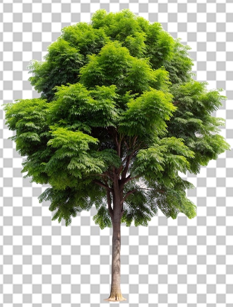 tree isolated on transparent background