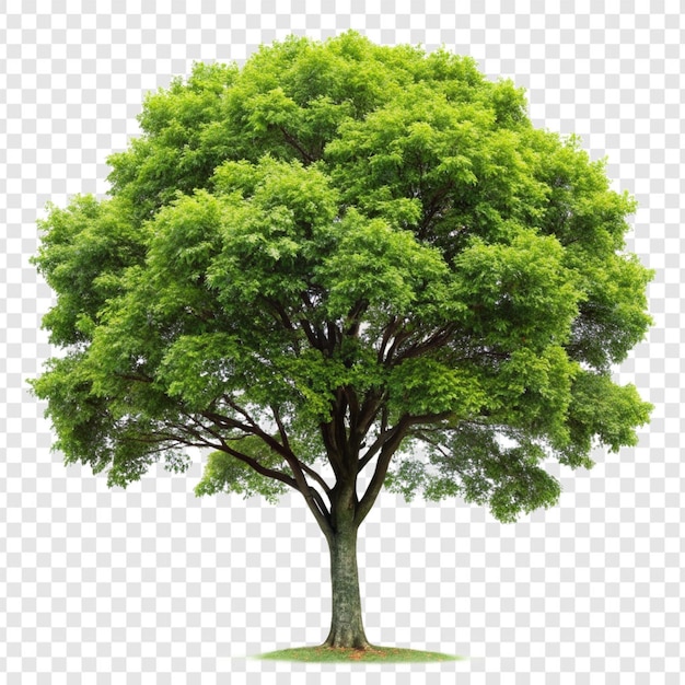 Tree isolated on transparent background