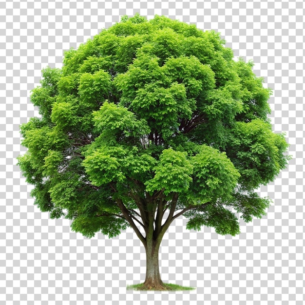 tree Isolated on transparent background