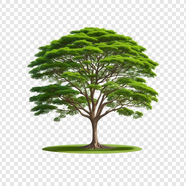 PSD tree isolated on transparent background