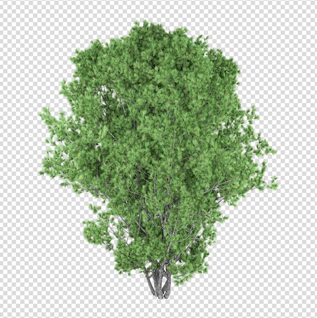 Tree isolated