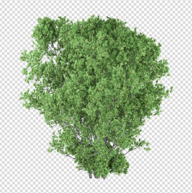 Tree isolated