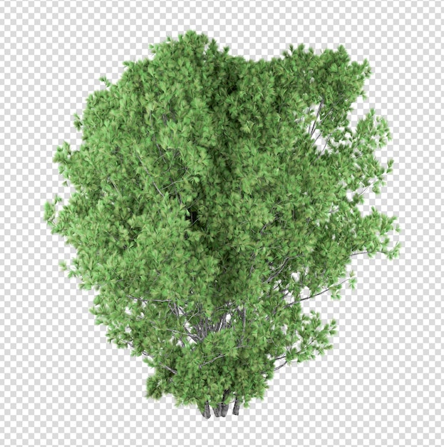 Tree isolated