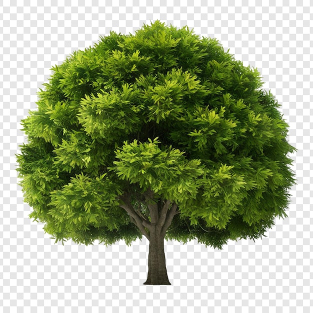 PSD tree png isolated on transparent background