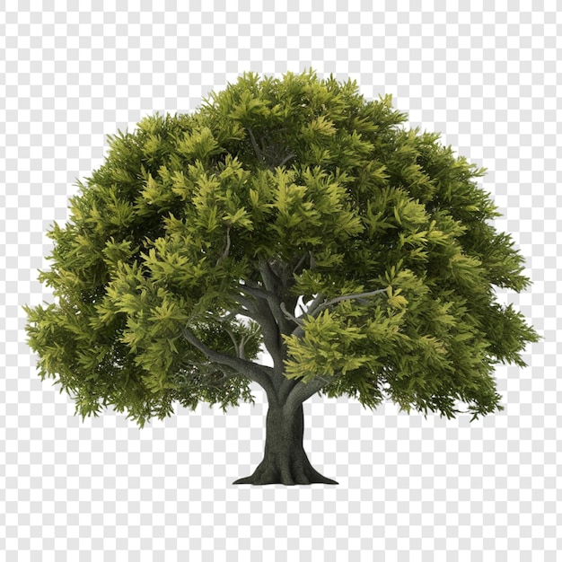 PSD tree png isolated on transparent background