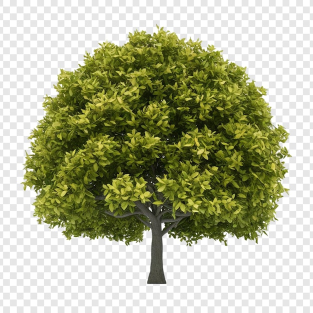 PSD tree png isolated on transparent background