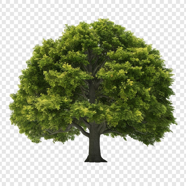 PSD tree png isolated on transparent background