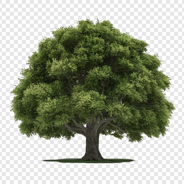 PSD tree png isolated on transparent background