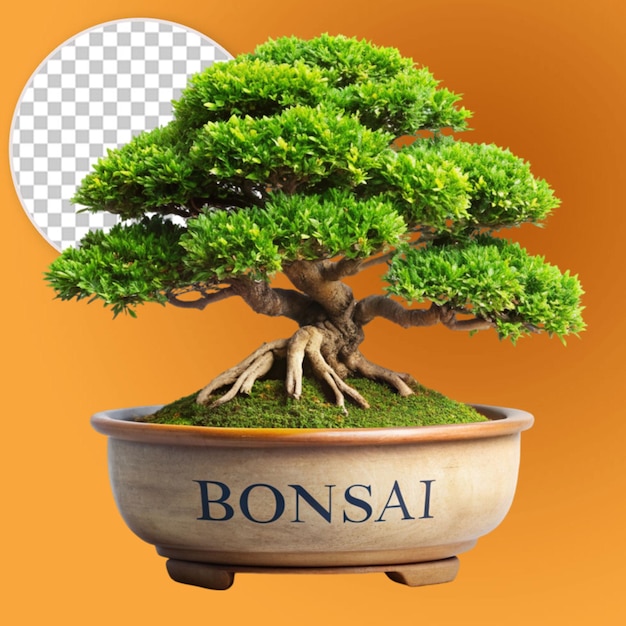 a tree in a pot with the word bonsai