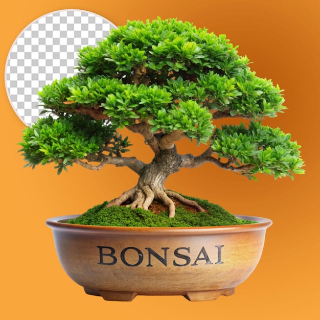 a tree in a pot with the word bonsai